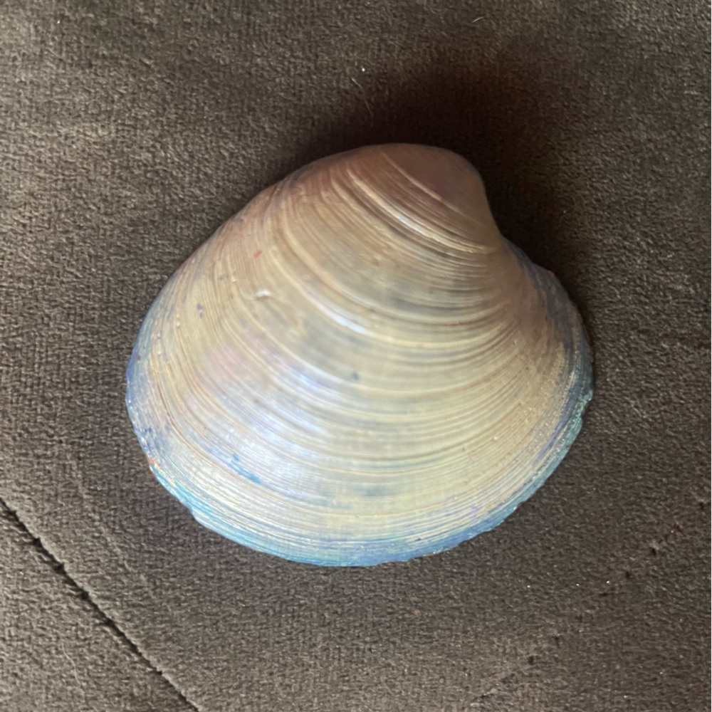 Hand-Painted Nautical Shell Dish - Picture 2 of 2